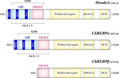 The Role of Mondo Family Transcription Factors in Nutrient-Sensing and Obesity